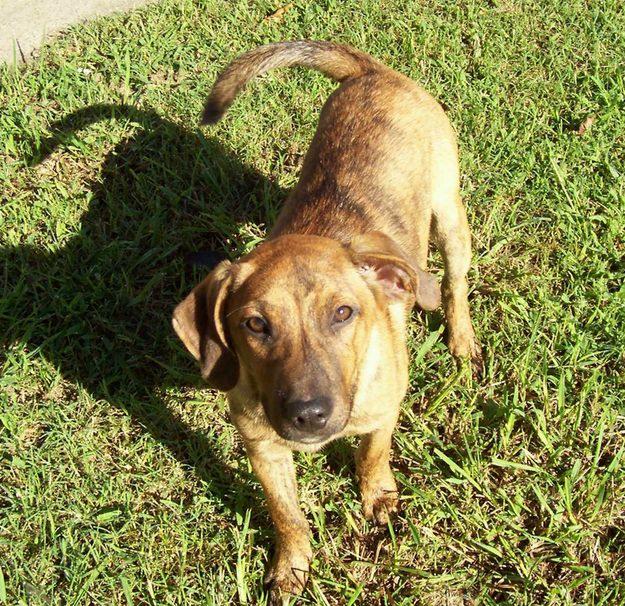Miami Coalition Against Breed Specific Legislation