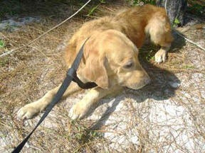 Premier Dog Trainers