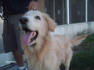 Premier Dog Trainers